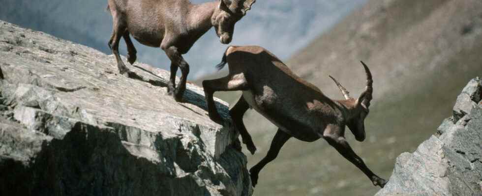 The ibexes of Bargy the fate of a protected species