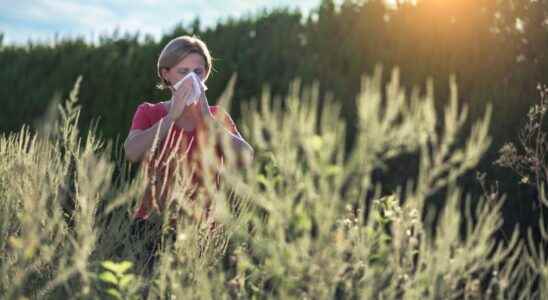 The risk of pollen allergy is maximum warns the National