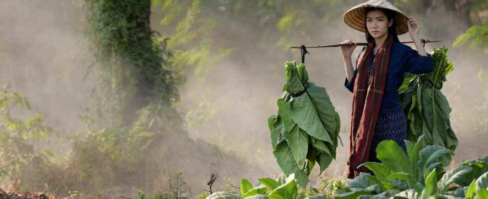 The tobacco industry is one of the biggest polluters we