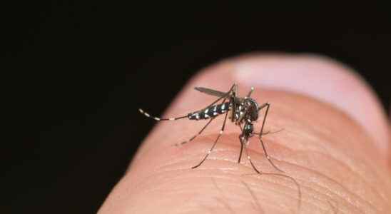 Tiger mosquito 67 departments on red alert What to do