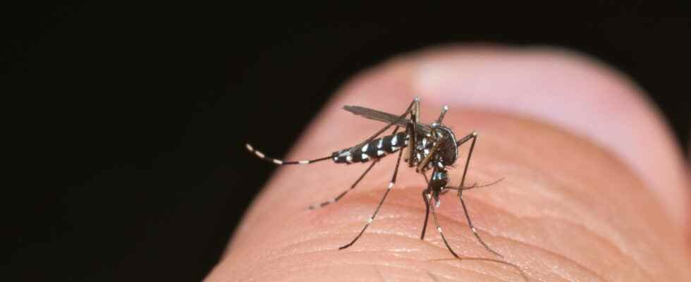 Tiger mosquito 67 departments on red alert What to do