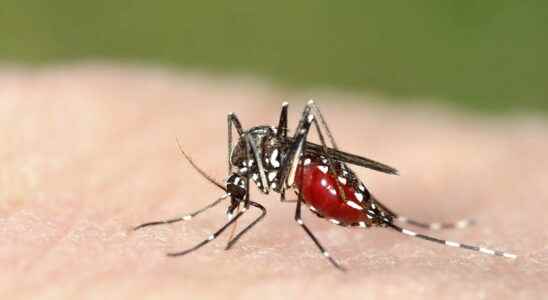 Tiger mosquito where is it present in France Is it