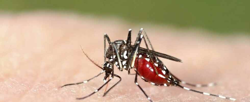 Tiger mosquito where is it present in France Is it