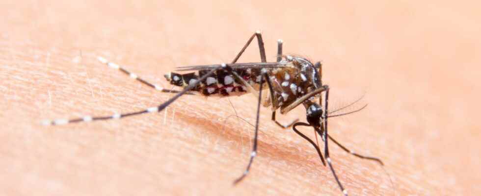 Tiger mosquito which departments are on red alert