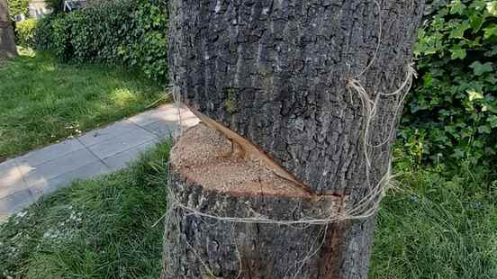 Vandals destroy two monumental oaks in Hoogland tree threatens to