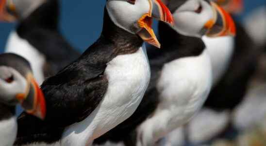 Vulnerable puffins must be inventoried after concern