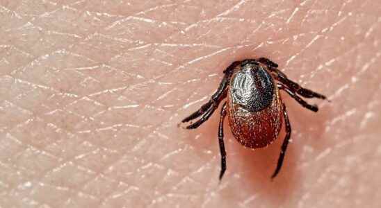 What diseases are transmitted by ticks