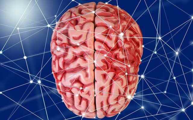 What is good for brain memory development What foods are