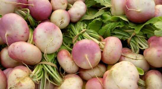 When and how to sow turnips