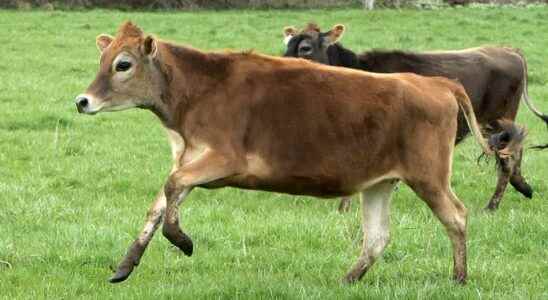 Who let the cows out Meadow Lynn Farms did