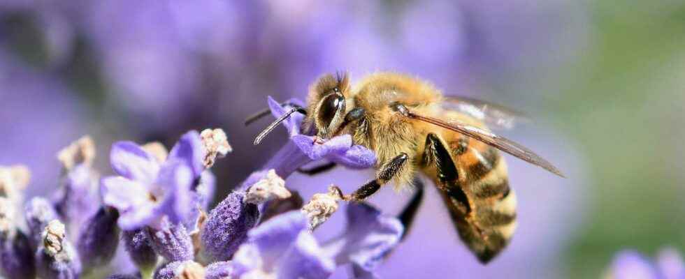 Why are bees so useful