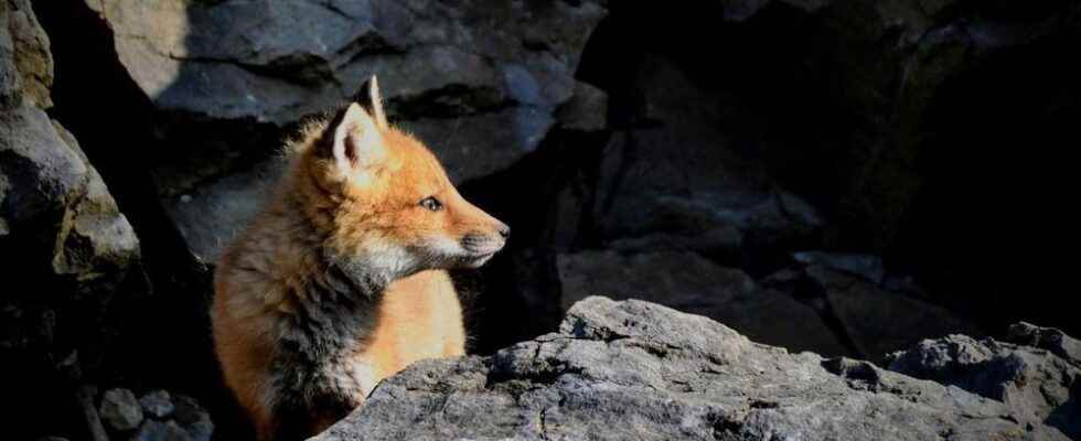 Wild fox kits from St Marys first mammals in Canada