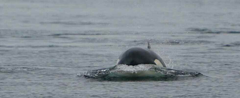 an orca stranded in the Seine