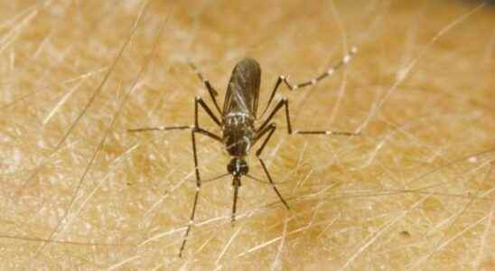 call for vigilance following a dengue epidemic reported in Abidjan