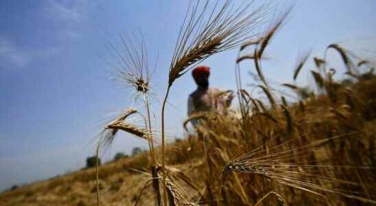 chaos at Deendayal port after wheat export ban