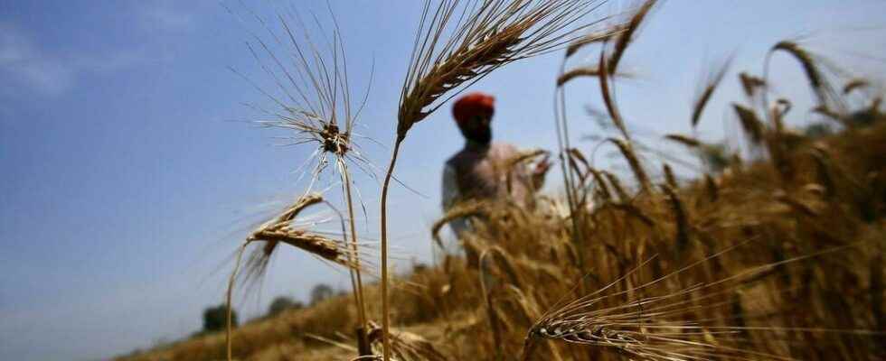 chaos at Deendayal port after wheat export ban