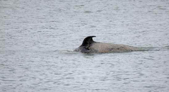 marine mammal specialists will try to save the killer whale