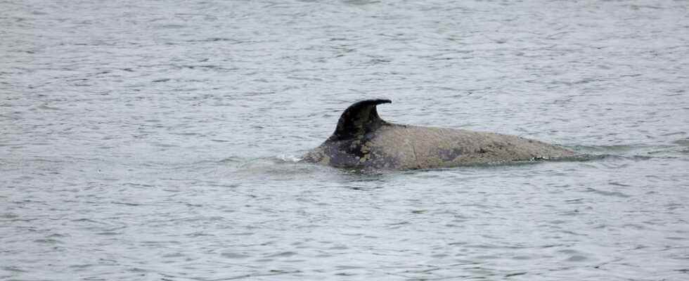 marine mammal specialists will try to save the killer whale