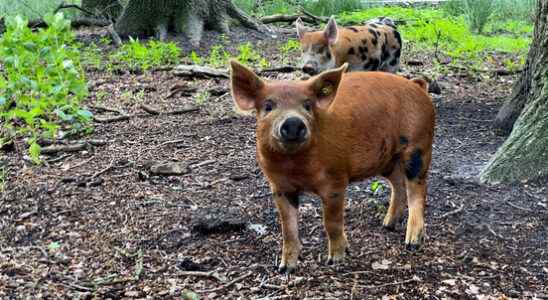 1 year after the fall wind piglets again at Landgoed