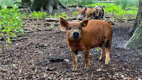 1 year after the fall wind piglets again at Landgoed