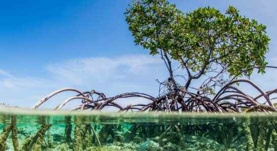 4000 km2 of valuable wetlands have disappeared in 20 years