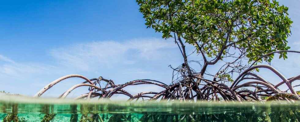 4000 km2 of valuable wetlands have disappeared in 20 years