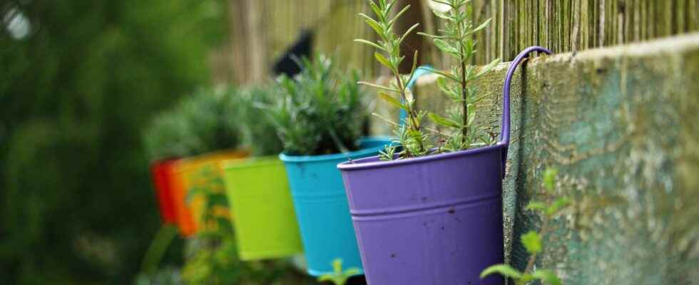 9 medicinal plants to grow at home