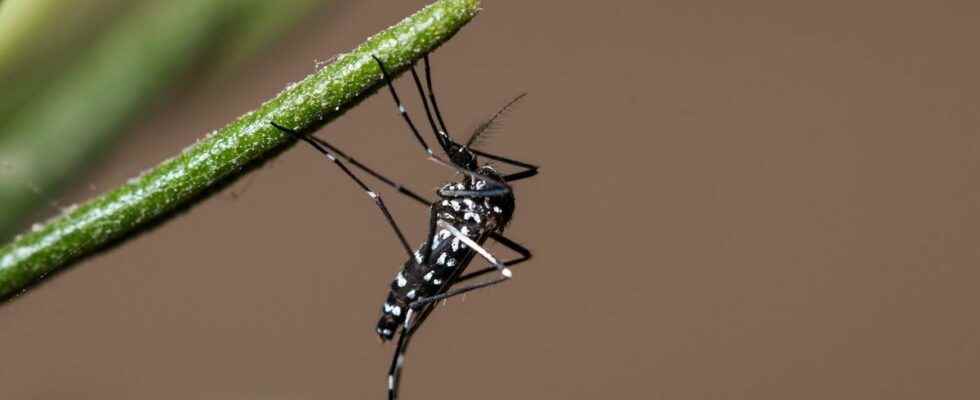 A case of dengue detected in Nimes the ARS on