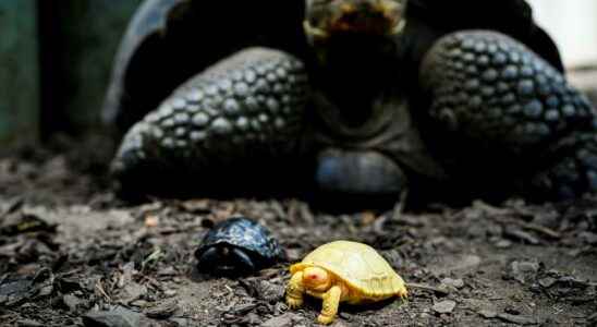 An unprecedented albino turtle at a zoo in Switzerland