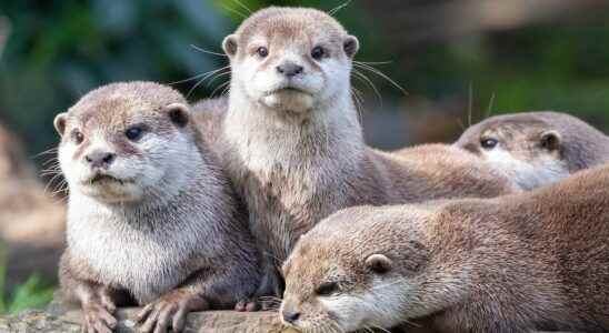 Animals of science otters like to challenge themselves