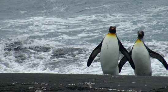 At the gates of Antarctica the island of pigs hides