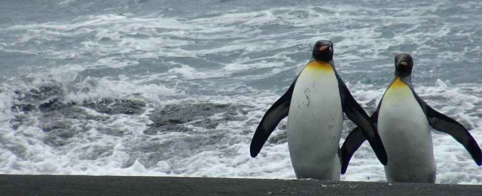 At the gates of Antarctica the island of pigs hides