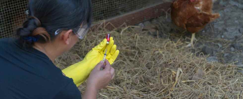 Avian flu symptoms what risks for humans