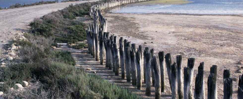 Camargue the inhabitants of Sambuc are mobilizing to preserve their