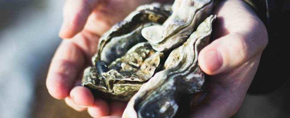 Cosmetics oysters for beautiful skin