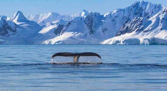 Discovery of a real world hidden under Antarctica