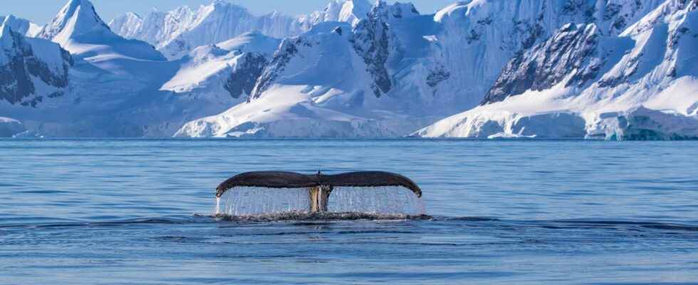 Discovery of a real world hidden under Antarctica