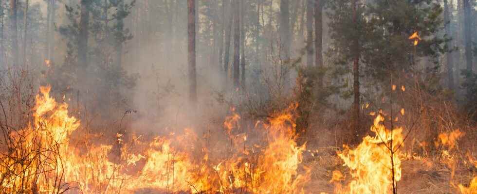 Forest fires Less burnt surfaces But for how much longer