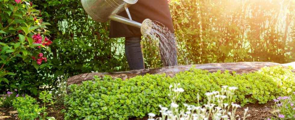 Garden when to water your plants during a heat wave