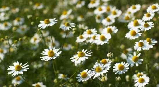 German chamomile what is it