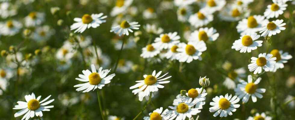 German chamomile what is it