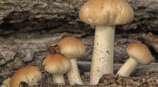 He ate the mushroom he collected from the empty field