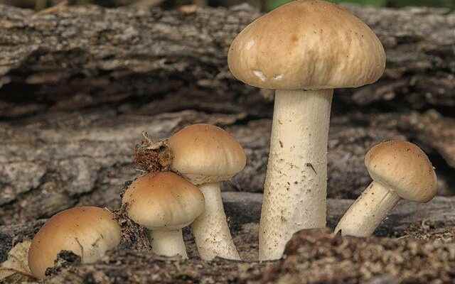 He ate the mushroom he collected from the empty field