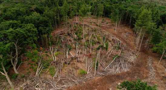 How a fall wind caused havoc in Leersum 1 year