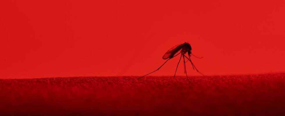 How do mosquitoes find us