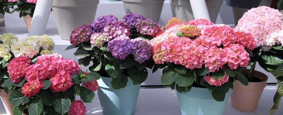 How to care for a potted hydrangea