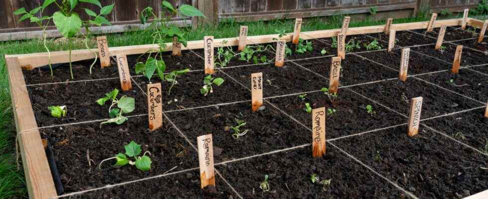 How to make a vegetable patch on a balcony