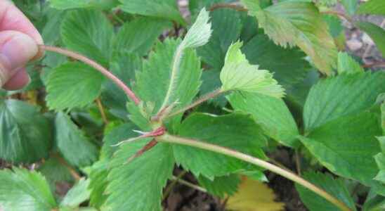 How to multiply strawberry plants