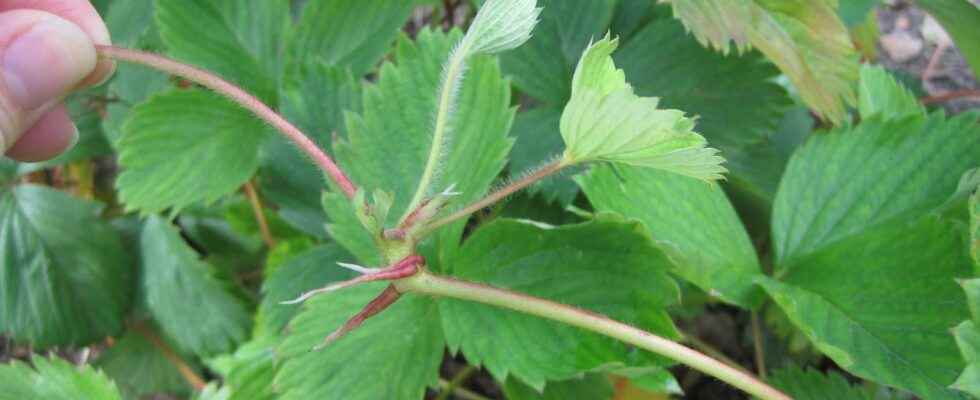 How to multiply strawberry plants