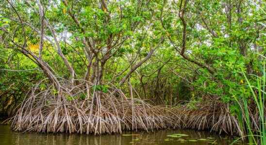 Mangrove what is it